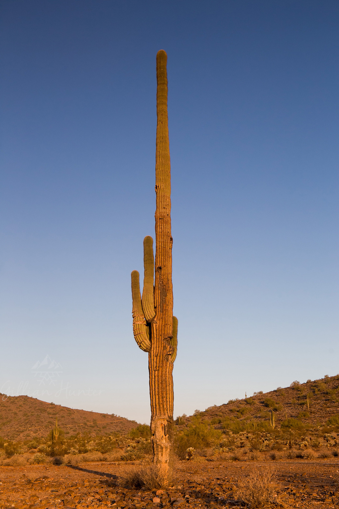 Stand Tall Saguaro Cactus Sonoran Desert Arizona